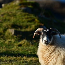 2018-11 Scotland/Glenuig/DSC_7147.JPG